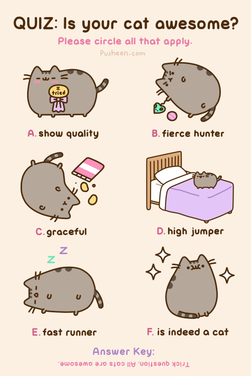 funny pusheen cat