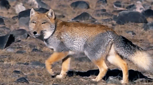 tibetan sand fox plush