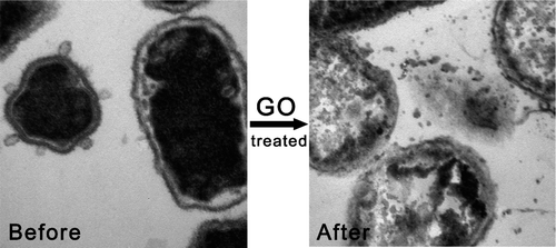 Txchnologist | Graphene and Nanoparticles Might Offer High-Tech...