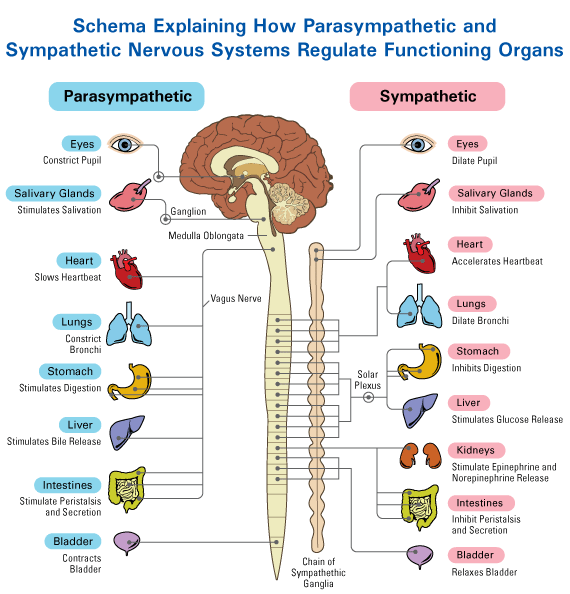 The Autonomic Nervous System Divide:...